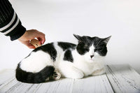 Wooden Pet Deshedding Brush